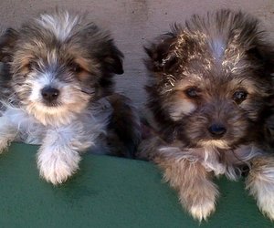 BARC hondjies soek eienaars